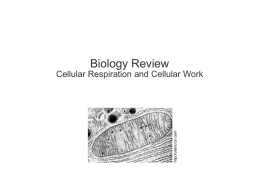 Can you describe the various methods of cell membrane transport?