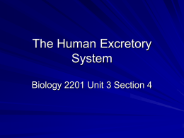 excretory system ppt - Hicksville Public Schools / Homepage