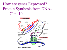 How are genes Expressed? Protein Synthesis from DNA- Chp. 10
