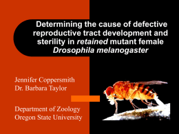 Determining the cause of defective reproductive tract development and retained Drosophila melanogaster