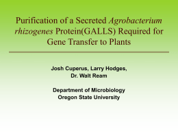 Agrobacterium Gene Transfer to Plants rhizogenes Josh Cuperus, Larry Hodges,
