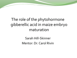 The role of the phytohormone gibberellic acid in maize embryo maturation Sarah Hill-Skinner