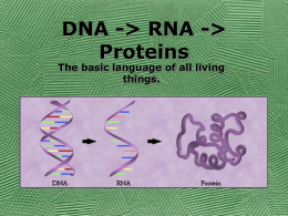 110661_Protein_synthesis.ppt