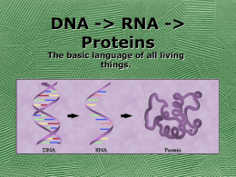 113982_Protein_synthesis.ppt