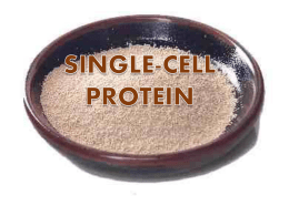 Single cell protein