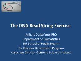 The DNA Bead String Exercise