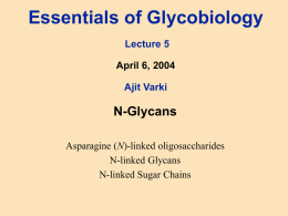 Essentials of Glycobiology Lecture 44 June 11th. 1998 Ajit Varki