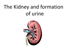 kidneys - Learning Central