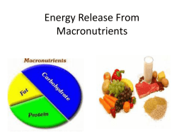 Energy Release From Macronutrients
