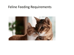feline feedingx - Catherine Huff`s Site