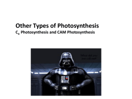C 4 Photosynthesis