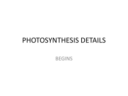 PHOTOSYNTHESIS DETAILS