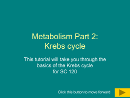 Metabolism part 2 - Krebs cycle and electron transport