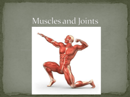 Muscles and Joints