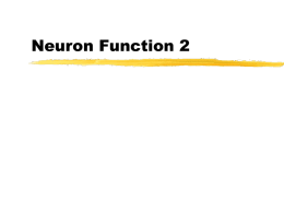 Neuron Function 2