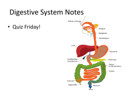 Digestive system lecture