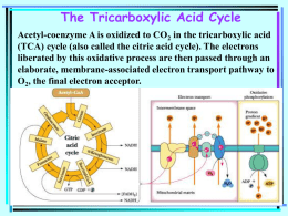 The Tricarboxylic Acid Cycle Acetyl-coenzyme A is oxidized to CO 2