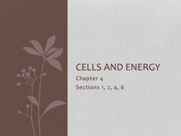 Cells and energy - whsbaumanbiology