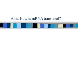 Aim: How is mRNA translated?