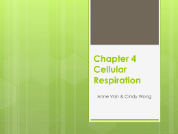 Ch. 4, 5: Cellular Respiration and Photosynthesis