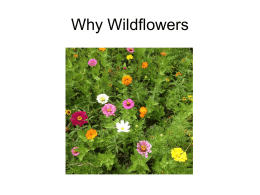Why Wildflowers?