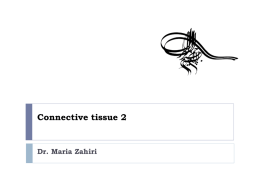 Connective tissue 2 Dr. Maria Zahiri Formation of Type I collagen