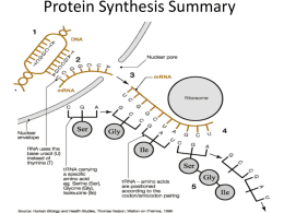 Protein Synthesis Summary - holyoke