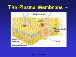 Plasma Membrane - Phoenix Union High School District