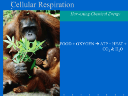 Cell Respiration ch. 9