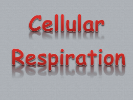 CH- 9 Cellular Respiration