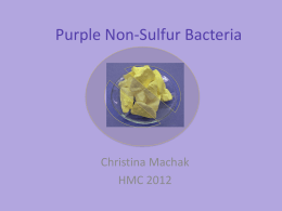 Purple Non-Sulfur Bacteria
