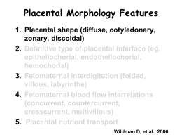Placental Morphology