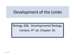 Limb Development