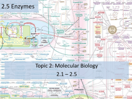 Topic 2 Molecular Biology