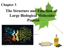 Protein Structure - HCC Learning Web