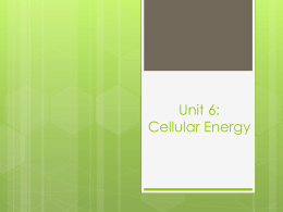 Unit 6: Cellular Energy