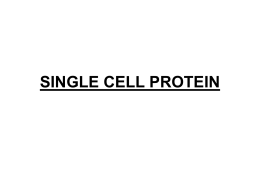 single cell protein - EngineeringDuniya.com
