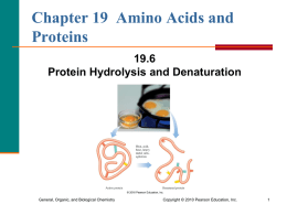 6. Protein Hydrolysis and Denaturation