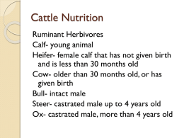 Cattle Nutrition powerpoint