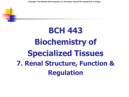 Renal Structure Function and Regulation