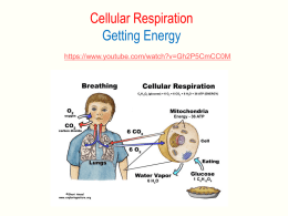 Cellular Respiration - Pictures only