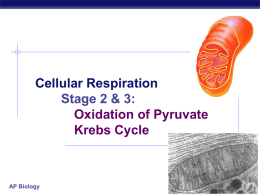 Cellular Respiration Oxidation of Pyruvate Krebs Cycle