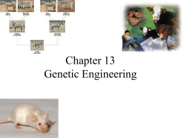 Chapter 13 – Genetic Engineering