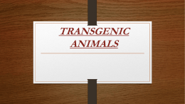 TRANSGENIC ANIMALS