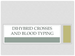 Dihybred and Blood Typing Powerpoint