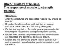 BS277 Biology of Muscle. The response of muscle to strength