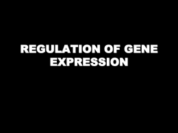 REGULATION OF GENE EXPRESSION IN EUKARYOTES