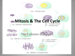 Mitosis & The Cell Cycle