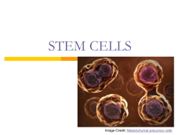 Powerpoint Presentation: Stem Cells