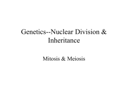 Cells, Mitosis and Meiosis